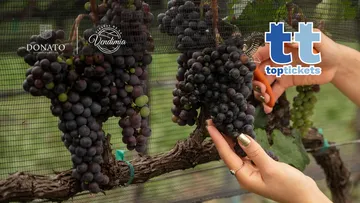 Viñedos Donato alista su tradicional Fiesta de la Vendimia 2026 en Querétaro