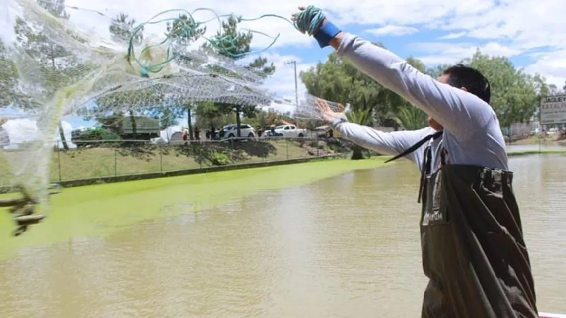 Tecámac: Tormentas arrastran basura al hábitat del ajolote