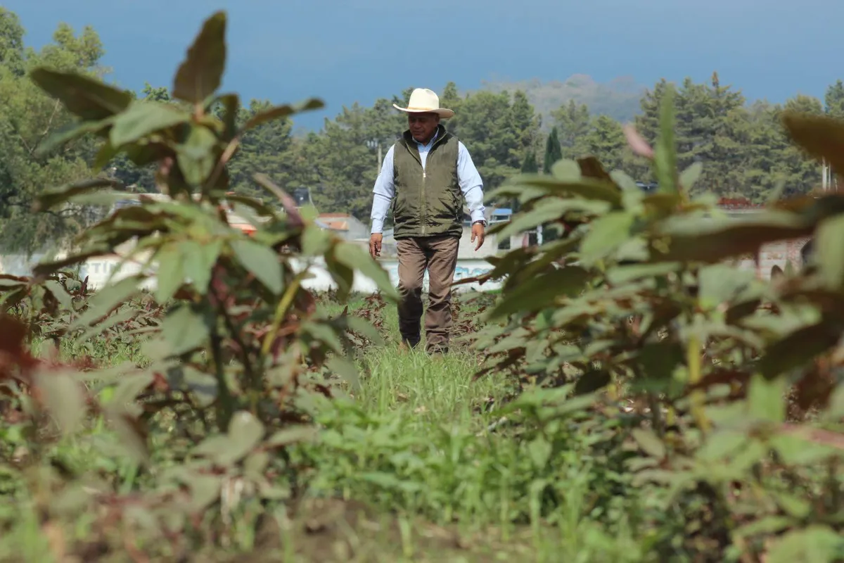 Fortalecen el cultivo de amaranto en la zona oriente del Edomex