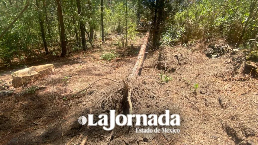 Estudio indica irregularidades en saneamiento forestal en bosque de Chalco