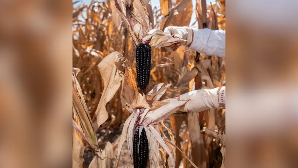 Agrónomos con el reto de producir alimentos más nutritivos sin dañar al planeta: investigador