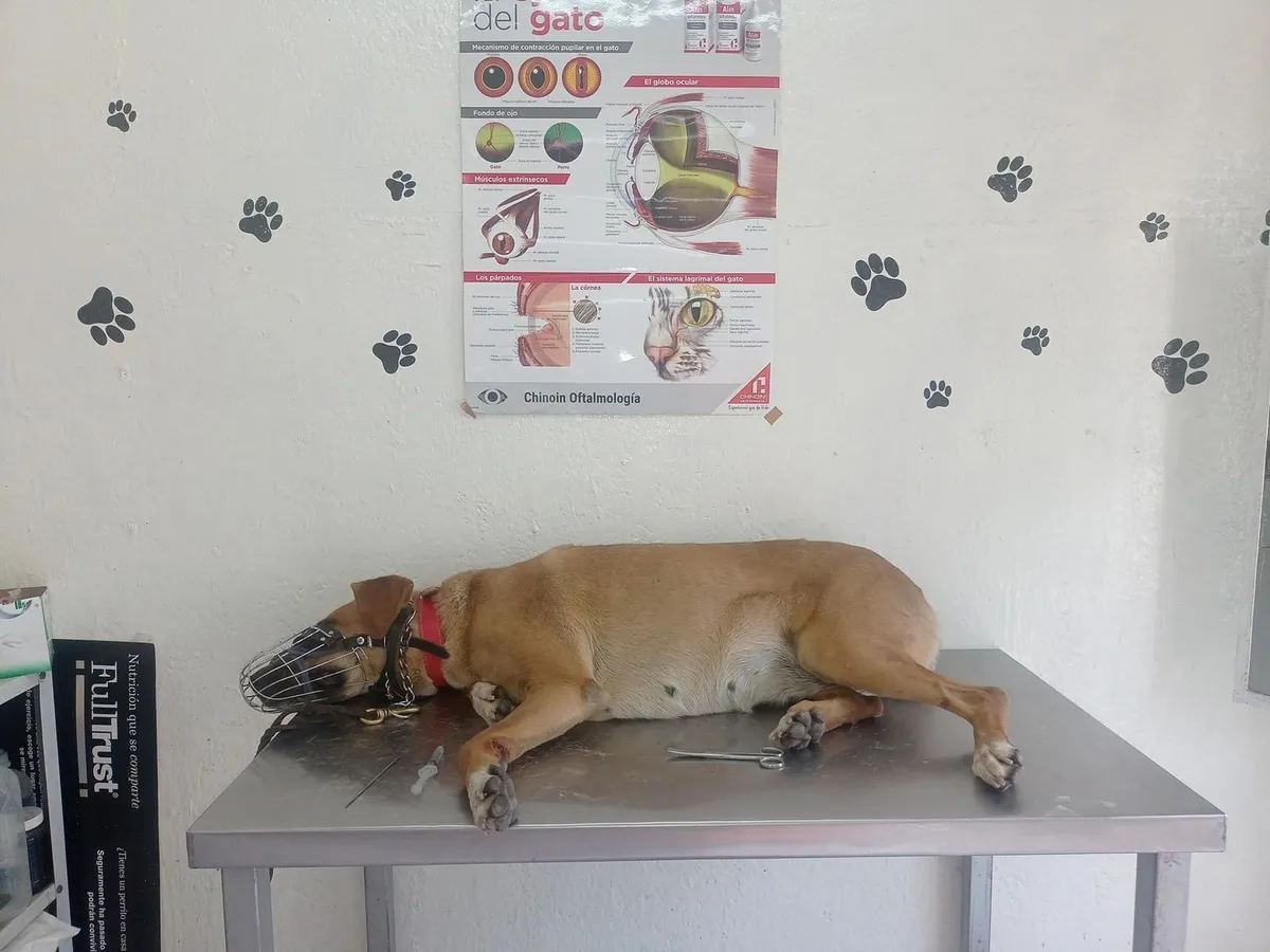 Hombre que baleó con un rifle de balines a perrito fue vinculado a proceso