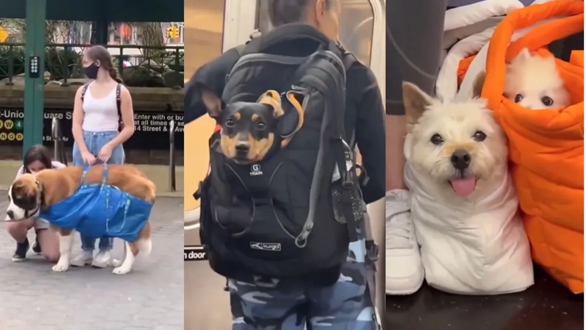 Para muchos usuarios, la regla se ha convertido en un reto creativo, pues mientras el perro esté dentro de una bolsa, técnicamente cumple con la normativa.