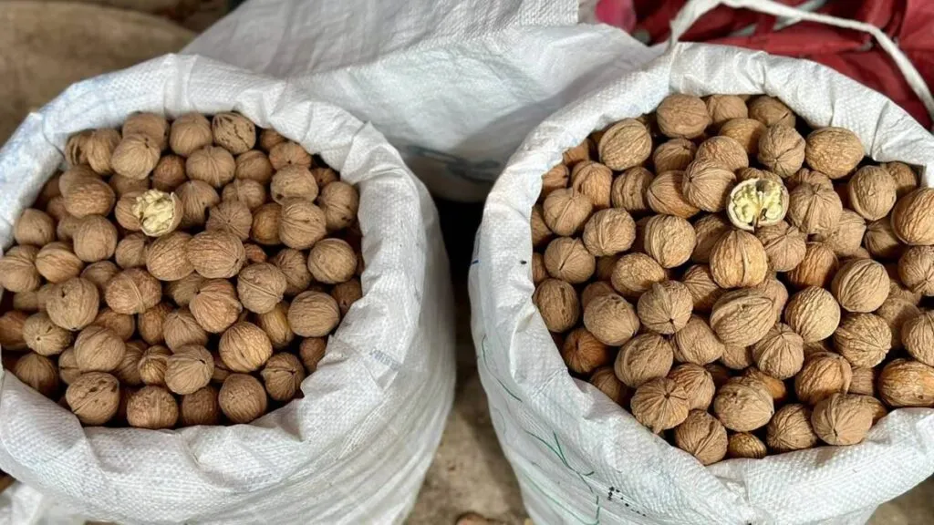 Productores instalan tianguis de nuez de castilla en Atlautla