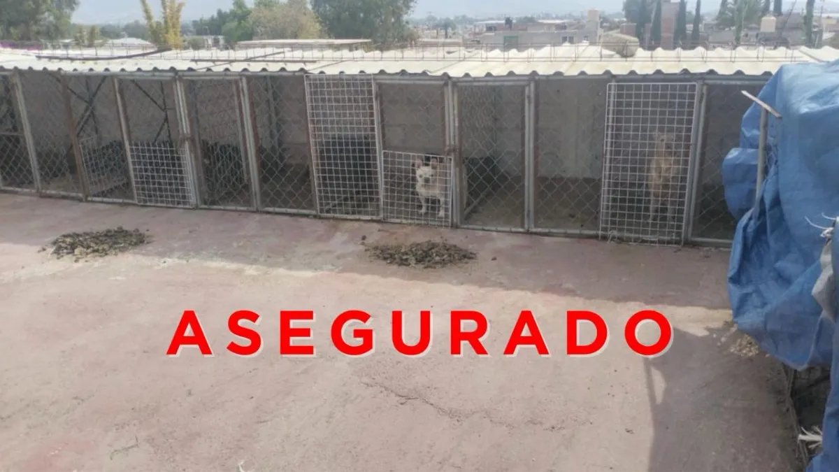 En el lugar se localizó un total de 102 animales, entre ellos 90 perros de diversas razas, 10 gatos y dos conejos.