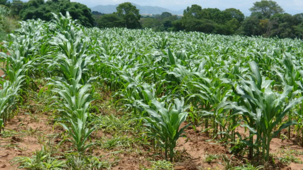Más de 15 mil campesinas reciben apoyo estatal