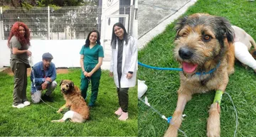 Barbitas perrita herida en Central de Abastos, es acogida por Asociación