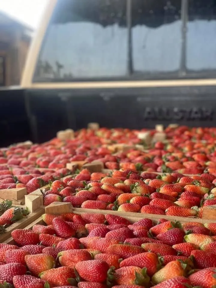 Fresa, un fruto que forma parte de la identidad de cultivo mexiquense