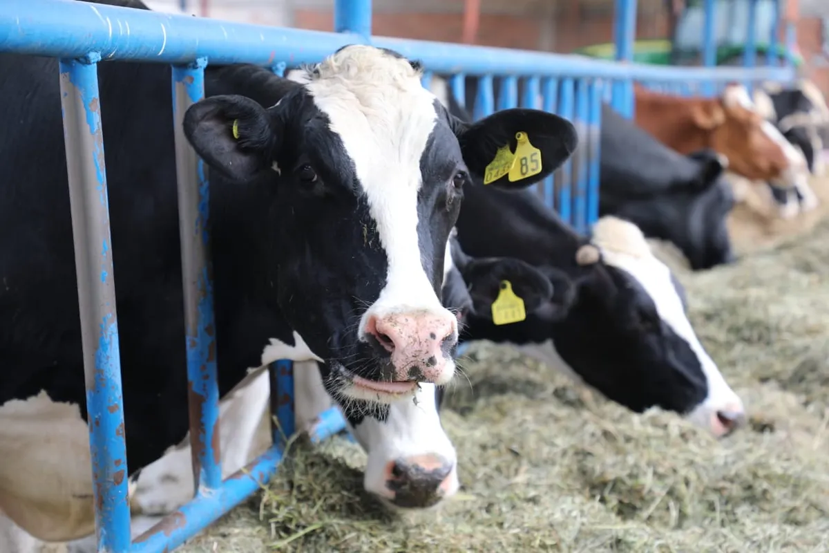 EU cierra mercado de carne y veta a gobernadora