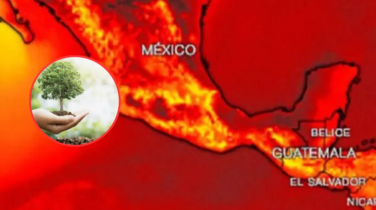 ¿Cuántos árboles hay en Toluca? Presentan Atlas Digital para combatir islas de calor