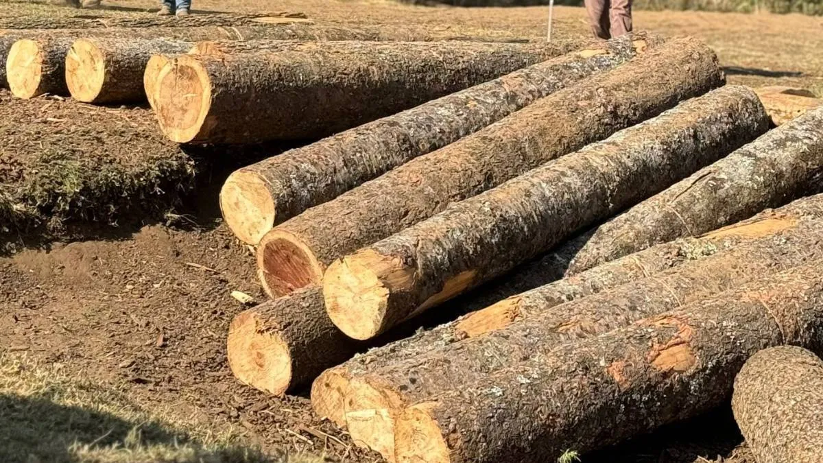 Edomex: Decomisan 294 m3 de madera proveniente de la tala clandestina
