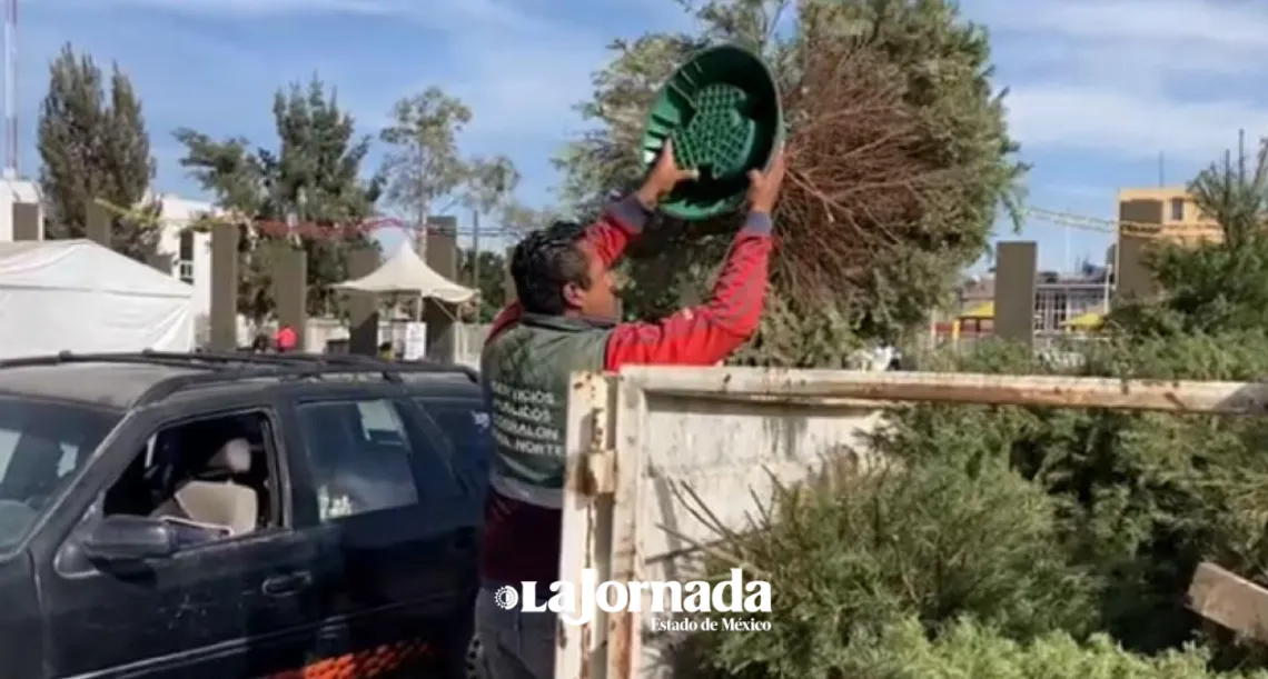 Edomex: Dan sustentabilidad ecológica a árboles de navidad