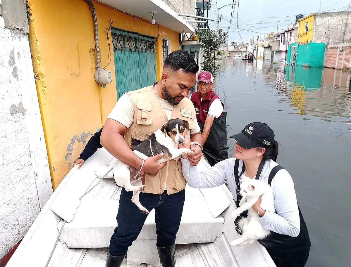Delfina Gómez Álvarez envía brigadas de bienestar animal a Chalco