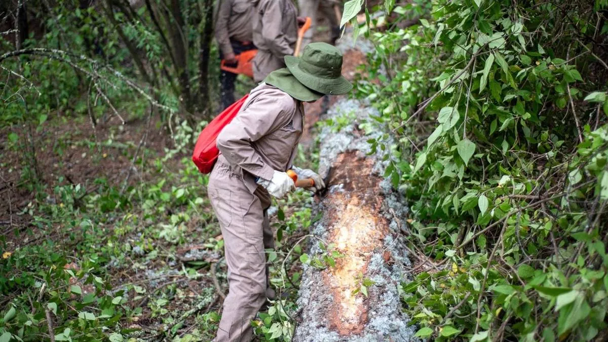 Altas temperaturas modifican la presencia de insectos en el campo