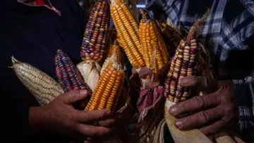 Campo del Estado de México espera tener crecimiento: Daniel Hernández