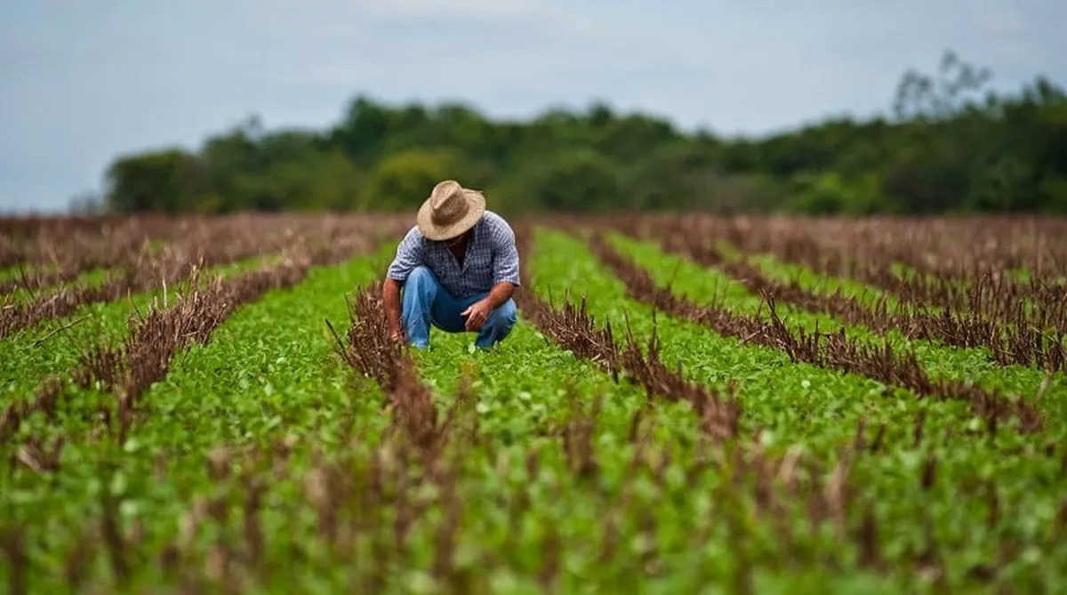 Censo Agrícola busca beneficios para este sector económico