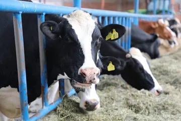 EU cierra mercado de carne y veta a gobernadora