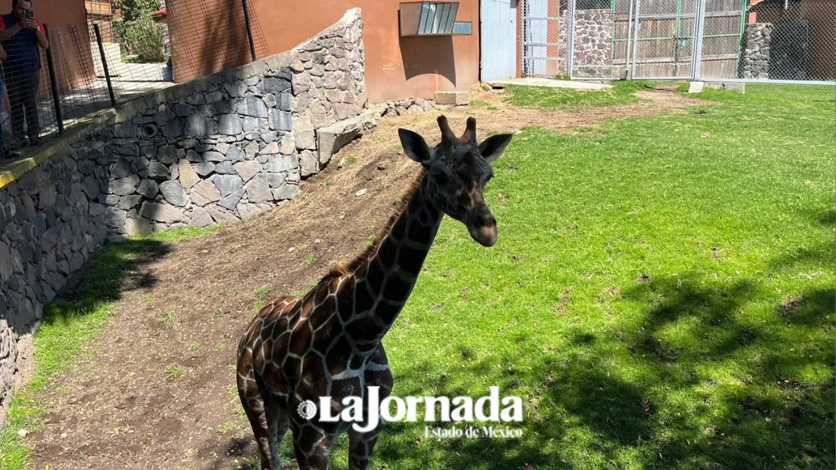 Nueva jirafa de Zacango “Cosmo” será para conservación genética