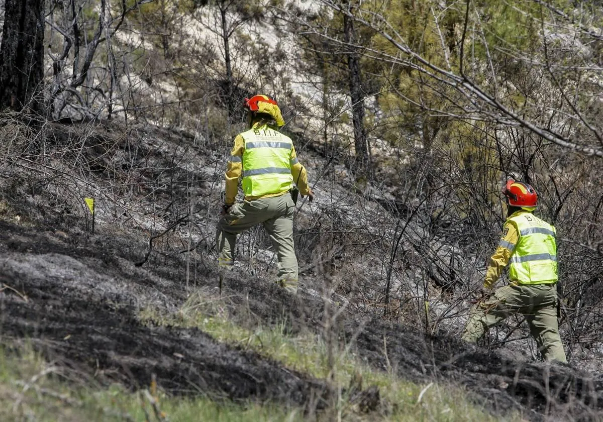 Avanza plan de reforestación anual el 60% durante primer trimestre