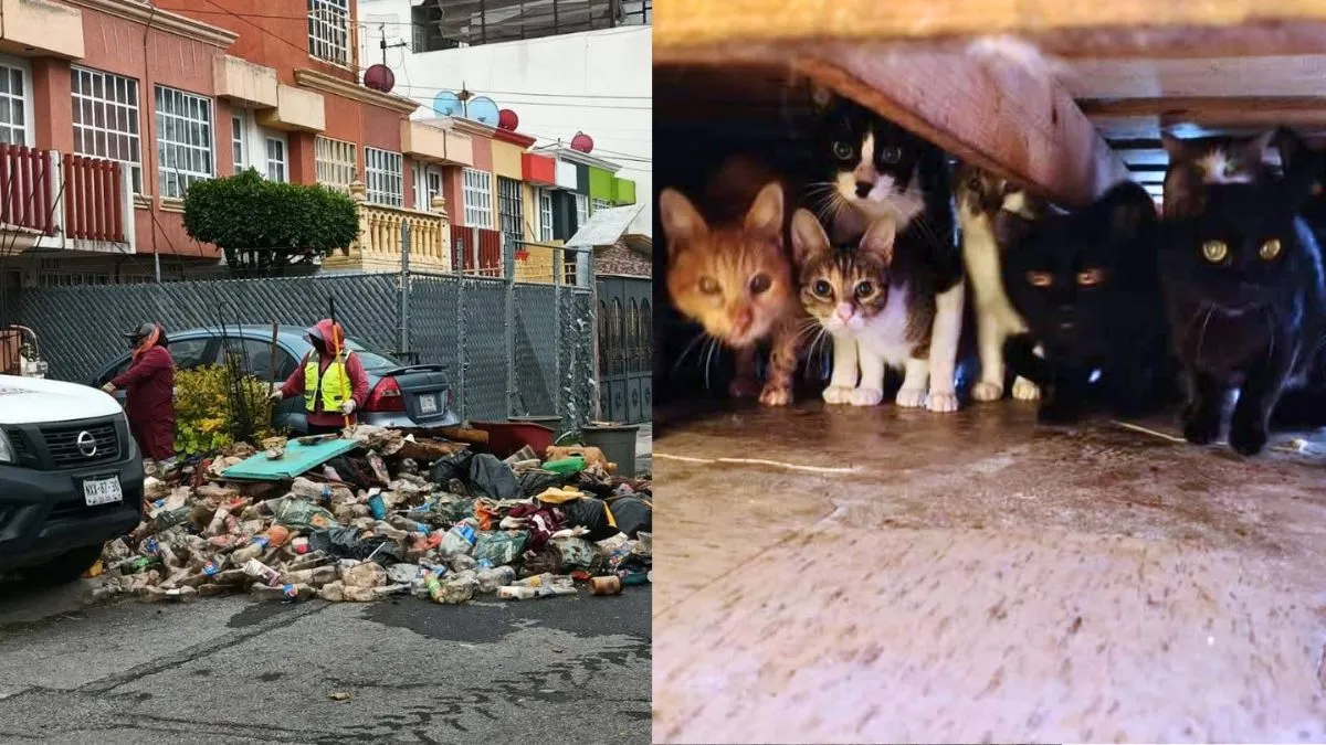 Tecámac: Rescatan a abuelitos y más de 90 gatos hacinados en una vivienda