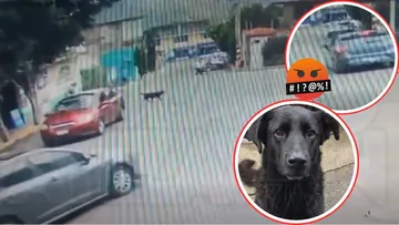 Vecinos de Atizapán denuncian caso de maltrato animal: ‘le aventó el carro a propósito’