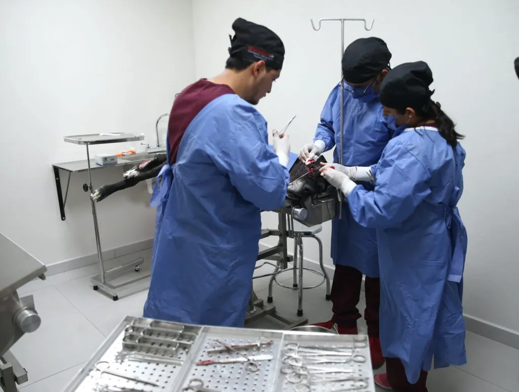 Centro de Bienestar Animal en Atlacomulco brinda atención gratuita a mascotas y animales rescatados