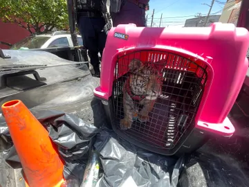 Rescatan tigre de bengala de una vivienda en Ecatepec