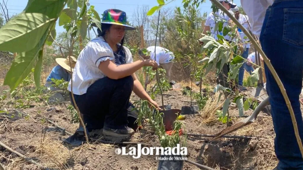 Nezahualcóyotl: Crean primer “Bosque de bolsillo”