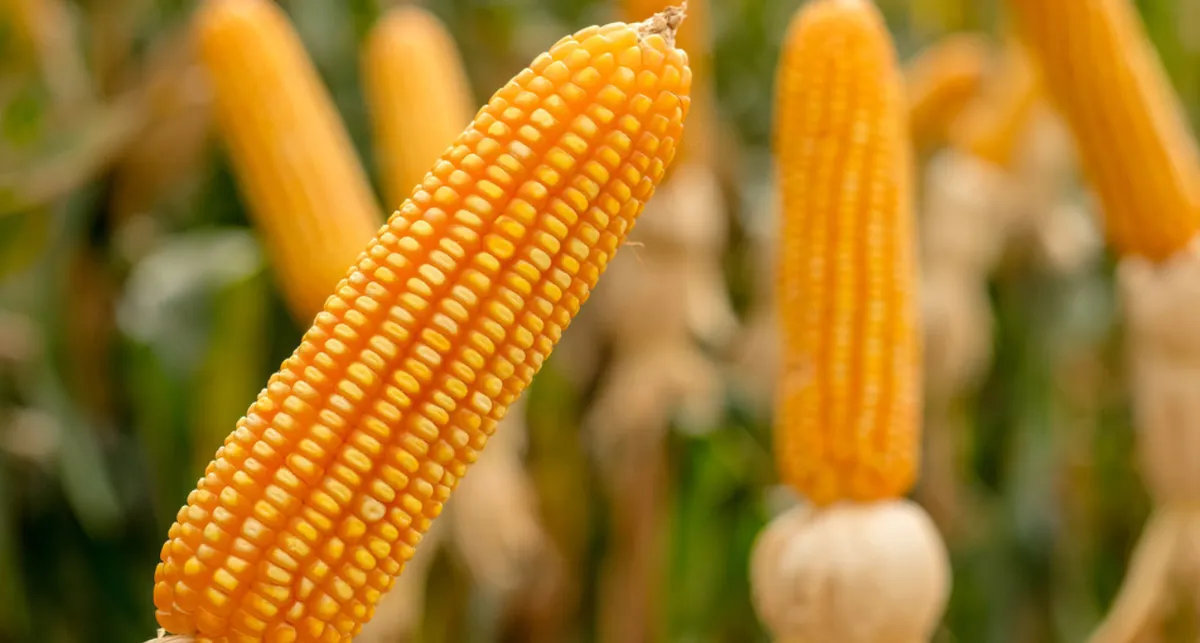 Amparo en beneficio a Bayer-Monsanto con fallo judicial a la veta de glifosato