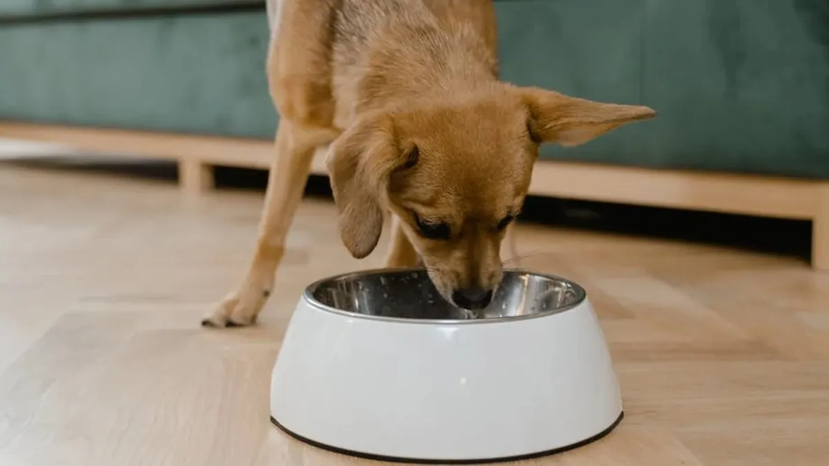 puedes lavar a tu perro una vez a la semana