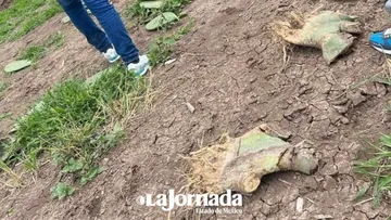 Apoyos al campo por helada de abril serán entregados en junio