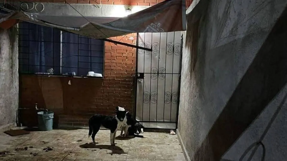 Denuncian negligencia del ayuntamiento de Ixtapaluca en rescate de animales
