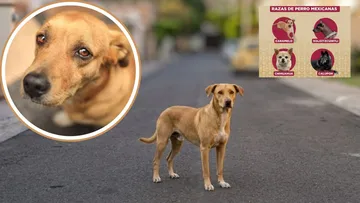Perro caramelo es reconocido como raza mexicana y desata furor de la ciudadanía