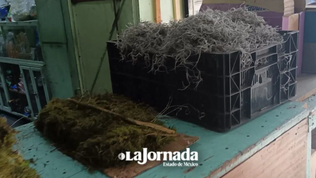 Venta de musgo y heno prevalece en mercados y tianguis del Edomex