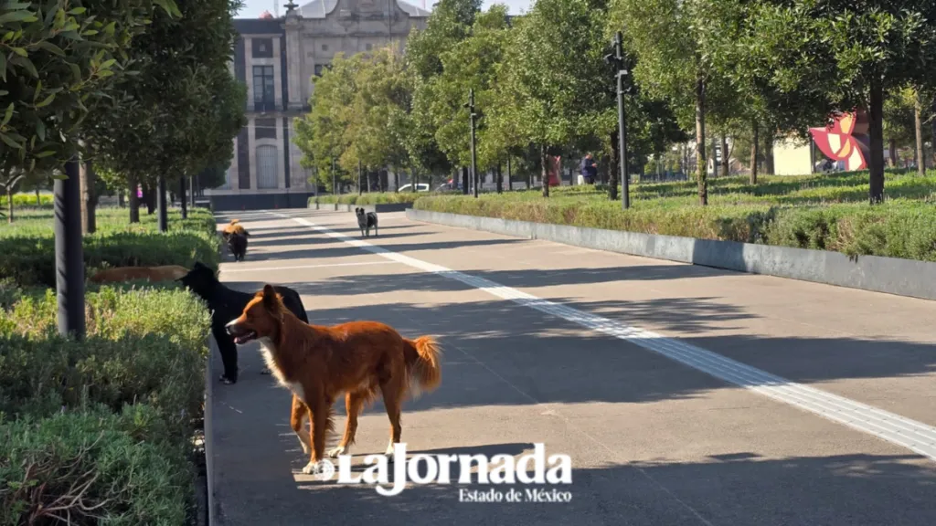 Vecinos advierten sobre jaurías en el Testerazo en Zinacantepec
