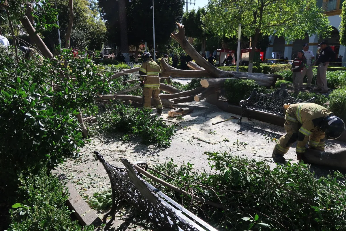 Texcoco: Árbol se desploma y deja cinco heridos en jardín central