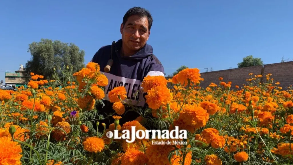 Productores de Teotihuacán inician cosecha de cempasúchil rumbo al Día de Muertos