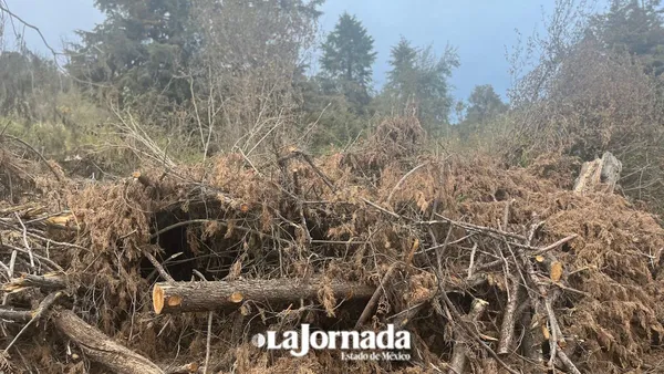 Tala ilegal en el Estado de México