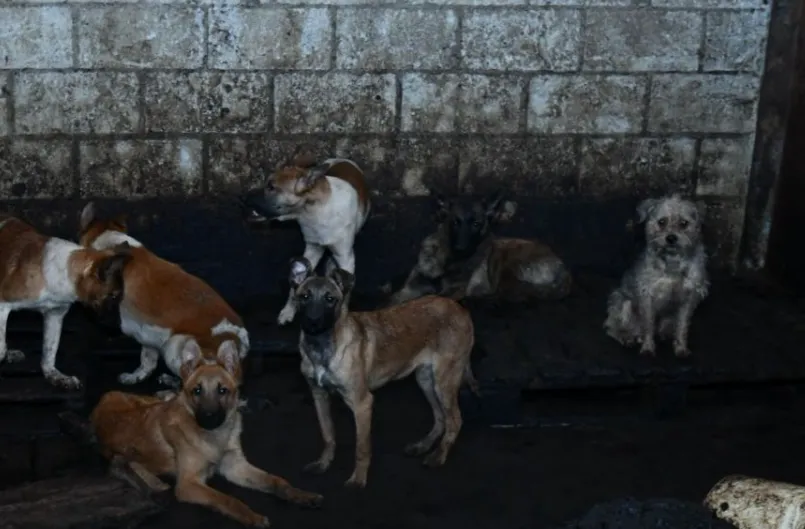 Dan vinculación a proceso a hombre por maltrato a perritos de Mexicaltzingo