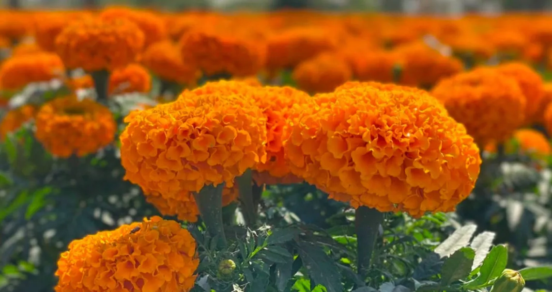 ¿Qué no puede faltar en tu ofrenda para el Día de Muertos 2024?