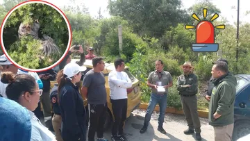 Ubican a tigre que escapó en Tepetlaoxtoc; aún sigue suelto
