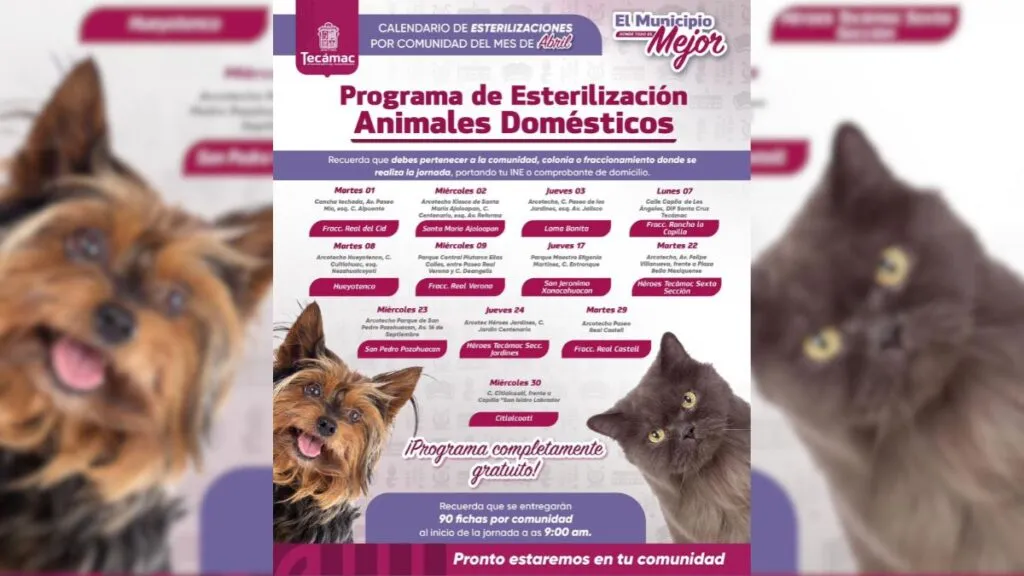 Tecámac inicia Jornada de Esterilización para perros y gatos de manera gratuita