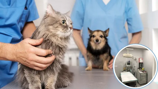 Xonacatlán ofrecerá jornada de esterilización canina y felina