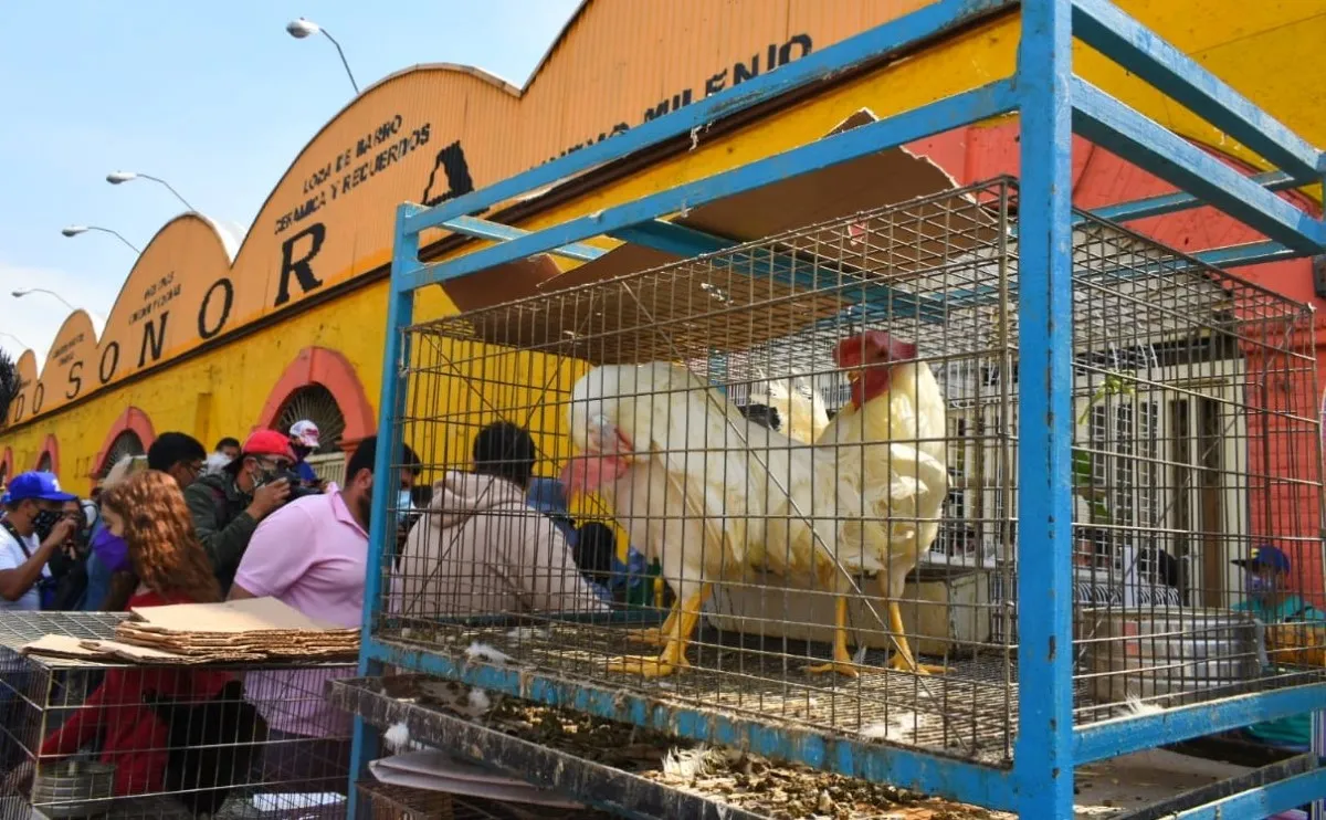 Prohíben negocio de animales en el Mercado de Sonora
