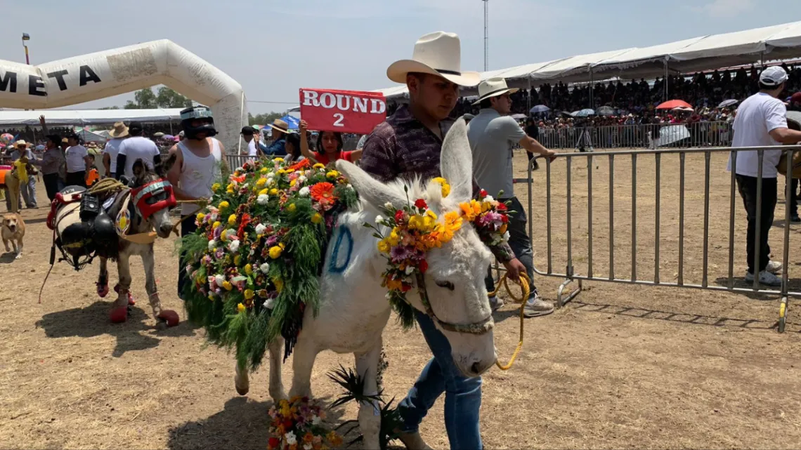 ”Cazador de Brujas” gana concurso de Burros disfrazados en Otumba”