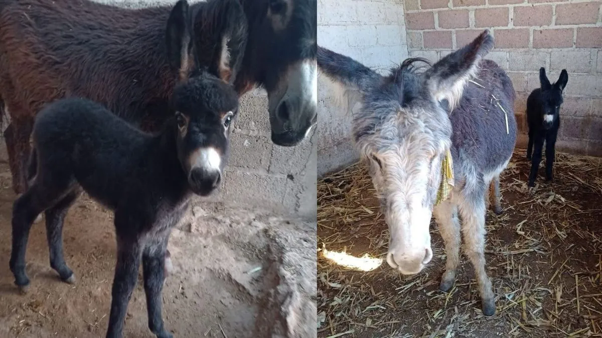 Otumba: Nacen dos nuevos ejemplares en el santuario de burros