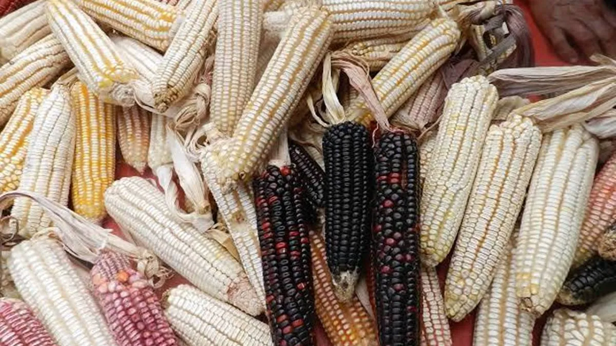 El maíz mexiquense, base de la mesa en septiembre