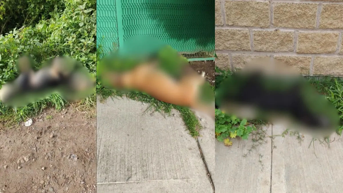 Envenenamiento de perros en Los Reyes La Paz ya es investigado