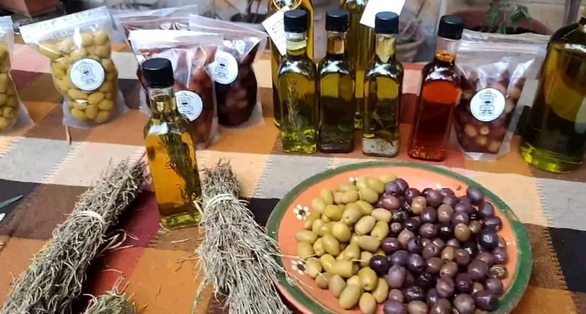 Cultivo de olivo en Chimalhuacán, tesoro en medio de la mancha urbana