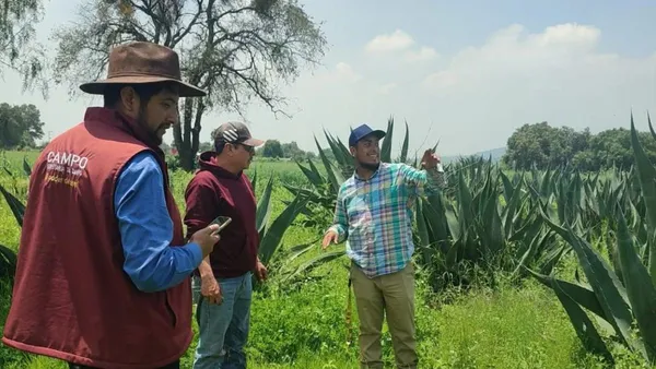 Plaga del picudo en Ixtapaluca va a la baja: SeCampo